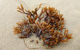 Brown Algae