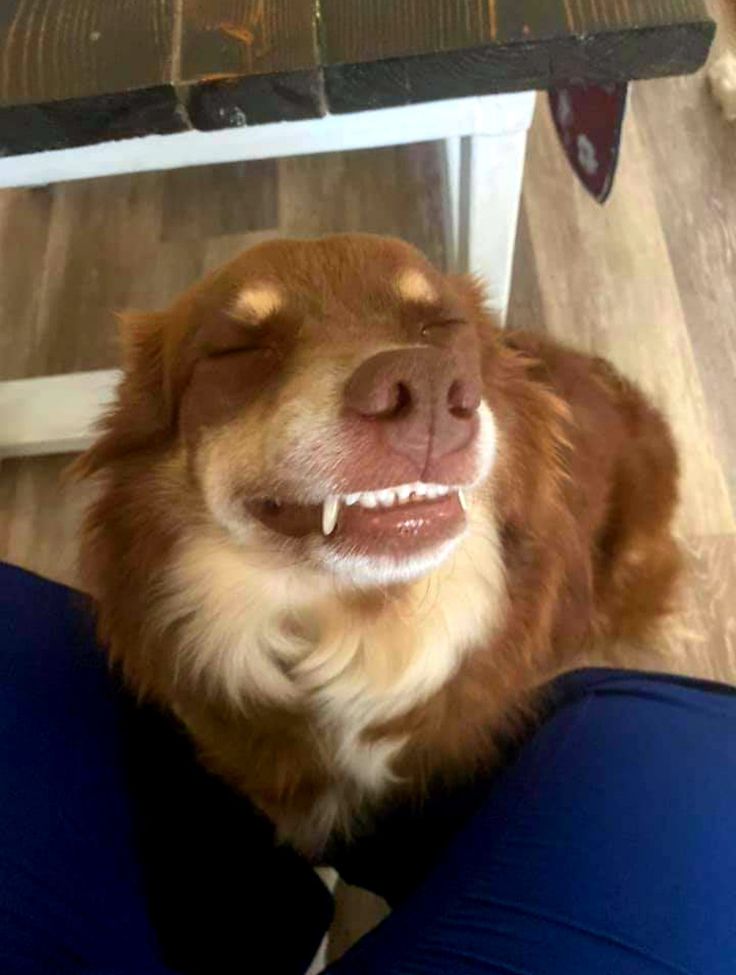 Bruno - vet approved!